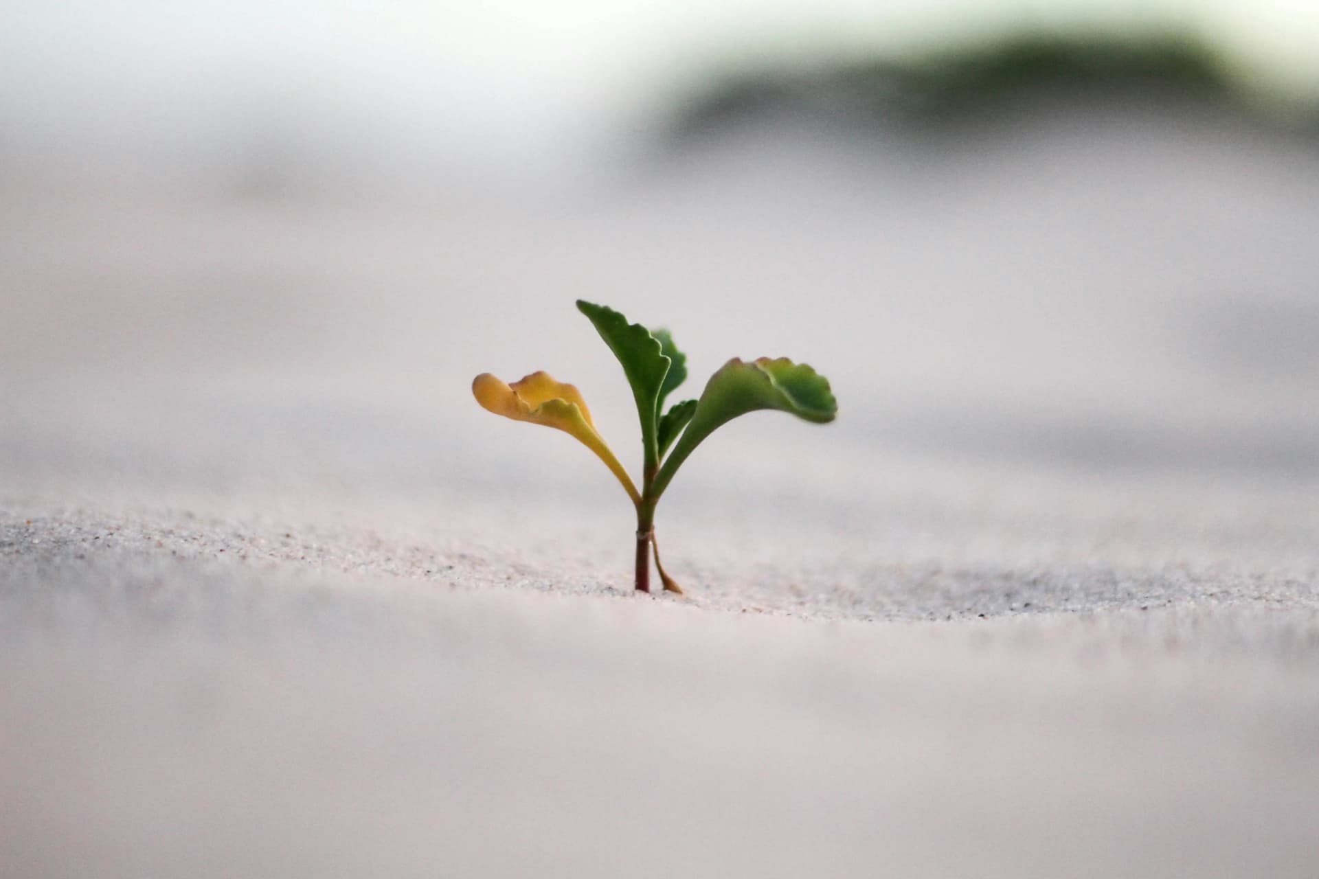 Growth needs visible priorities