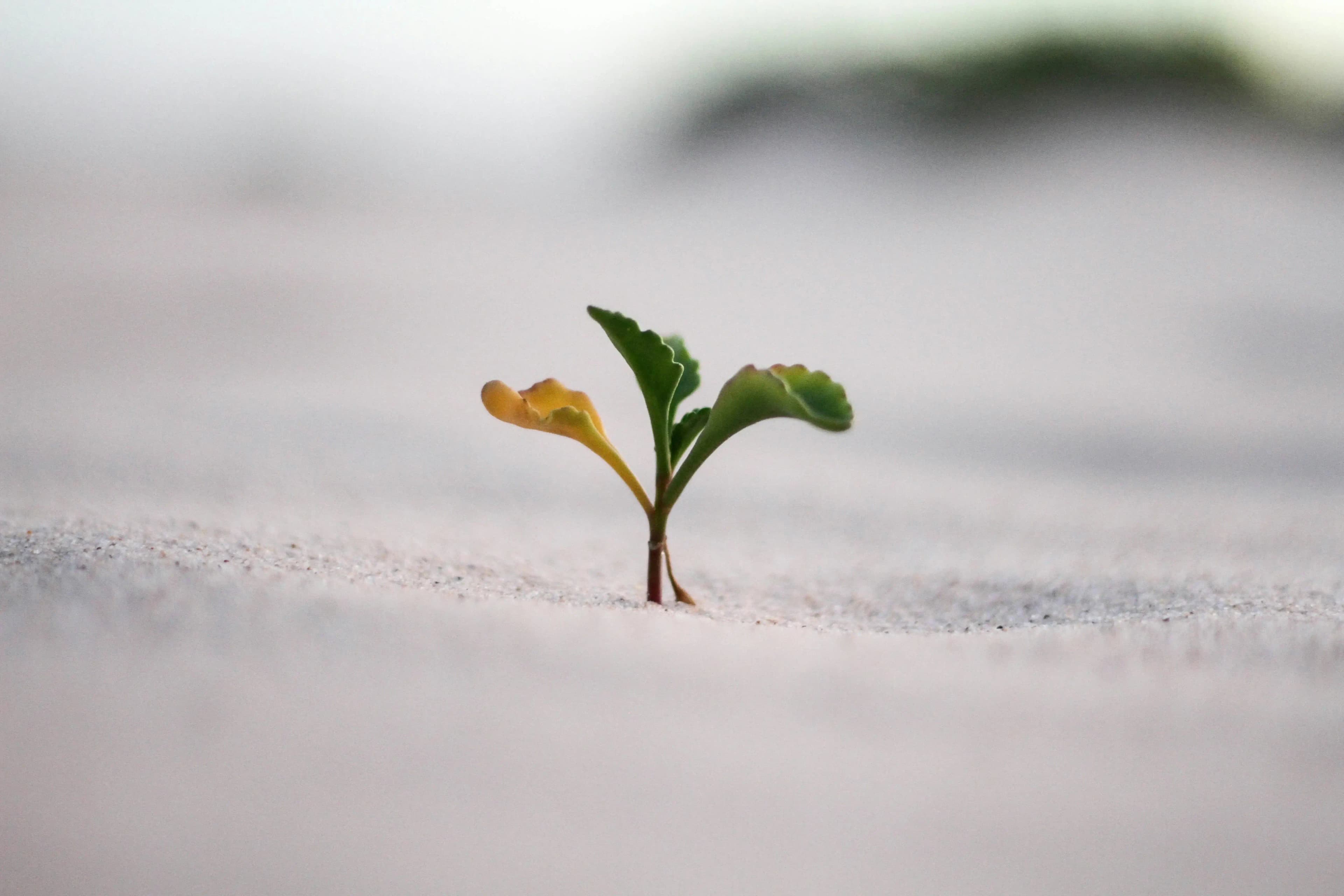 Growth needs visible priorities